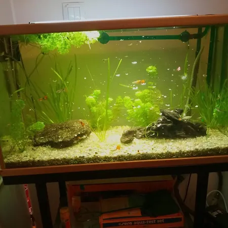 Duplex Lujo